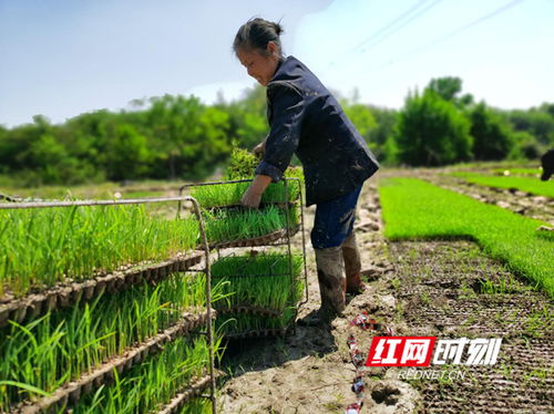 社交平台中的新现象:网红经济的崛起 社交平台中的新现象:网红经济的崛起