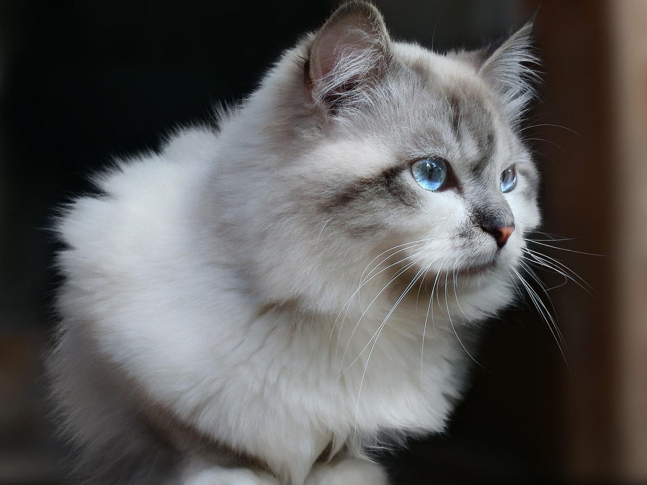 猫咪课堂悲剧,如何守护校园宠物的安全? 猫咪课堂悲剧,如何守护校园宠物的安全?