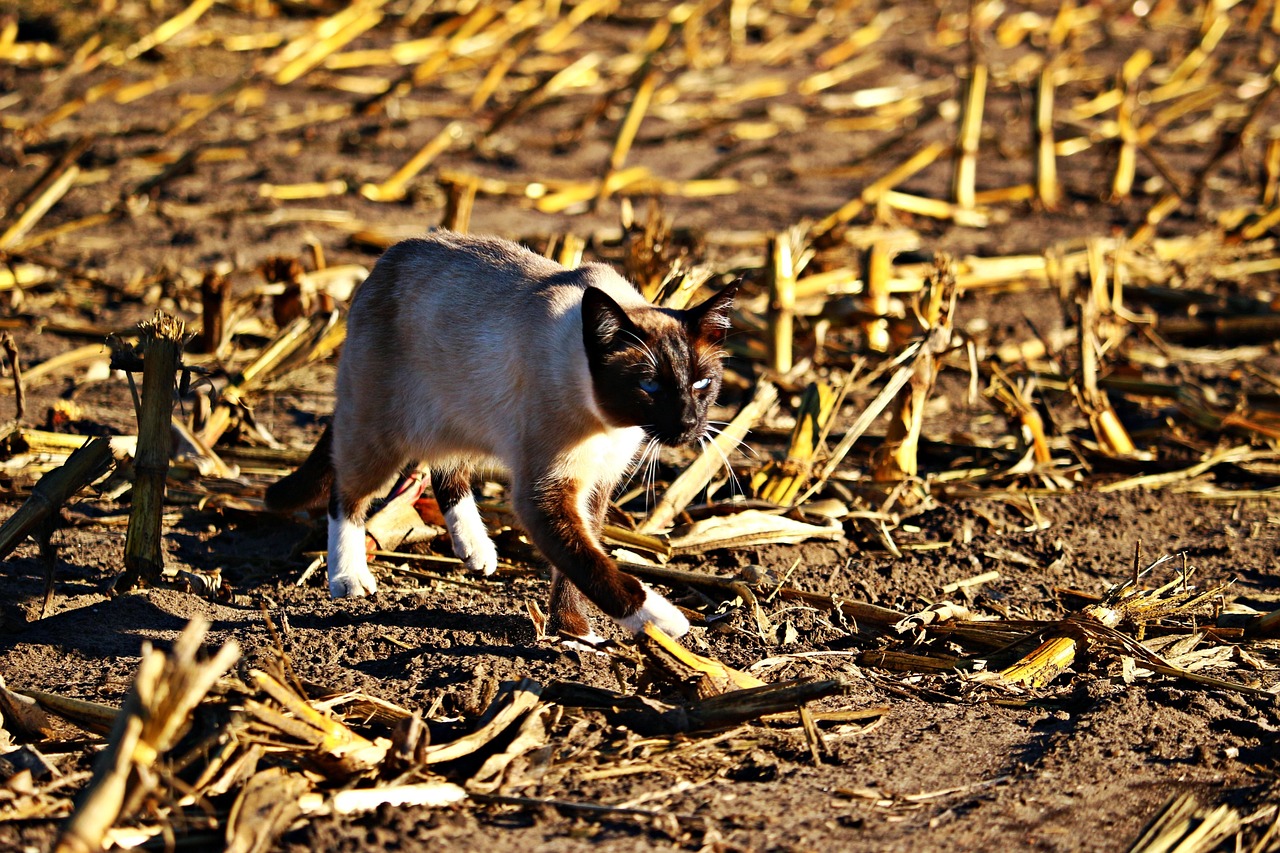 猫鼠游戏第四季，跨越生死的深度互动与伦理博弈